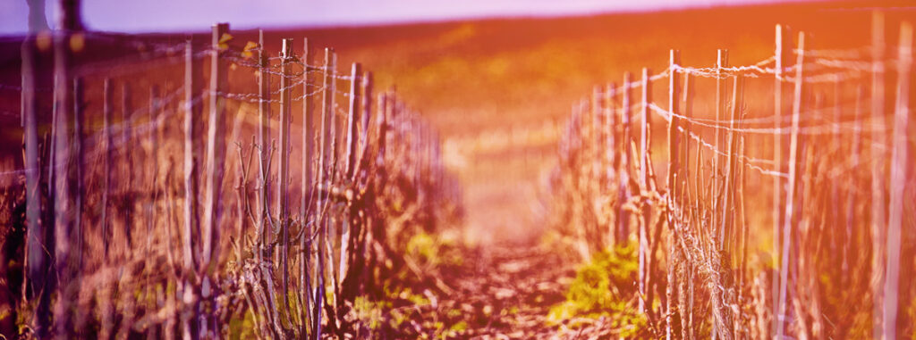 shooting photo dans les vignes en champagne