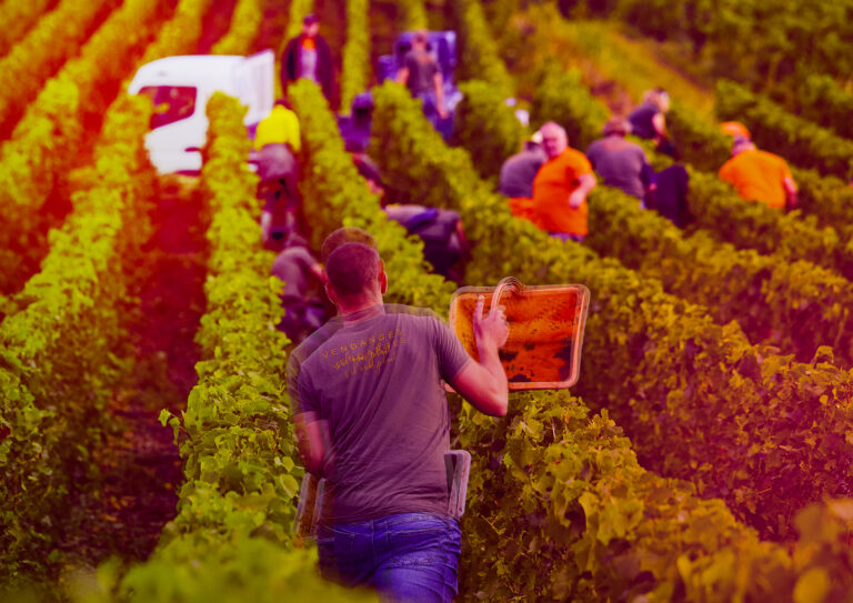 shooting vendanges Champagne Louis Casters
